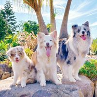 Shiny Holiday ·毛孩快樂購🐾