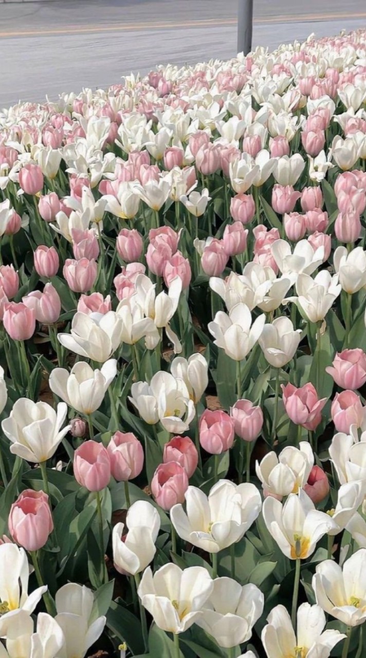 เมคเฟรนกันค้าบ🐾