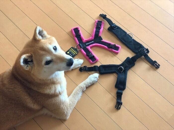 雨が続くと困る 娘と柴犬タロさんのしぐさ