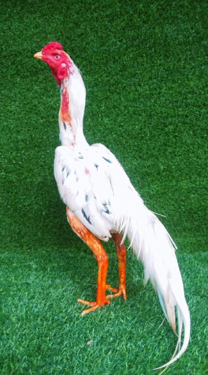 ค.ฅนวิถีไก่ชน