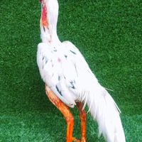 ค.ฅนวิถีไก่ชน