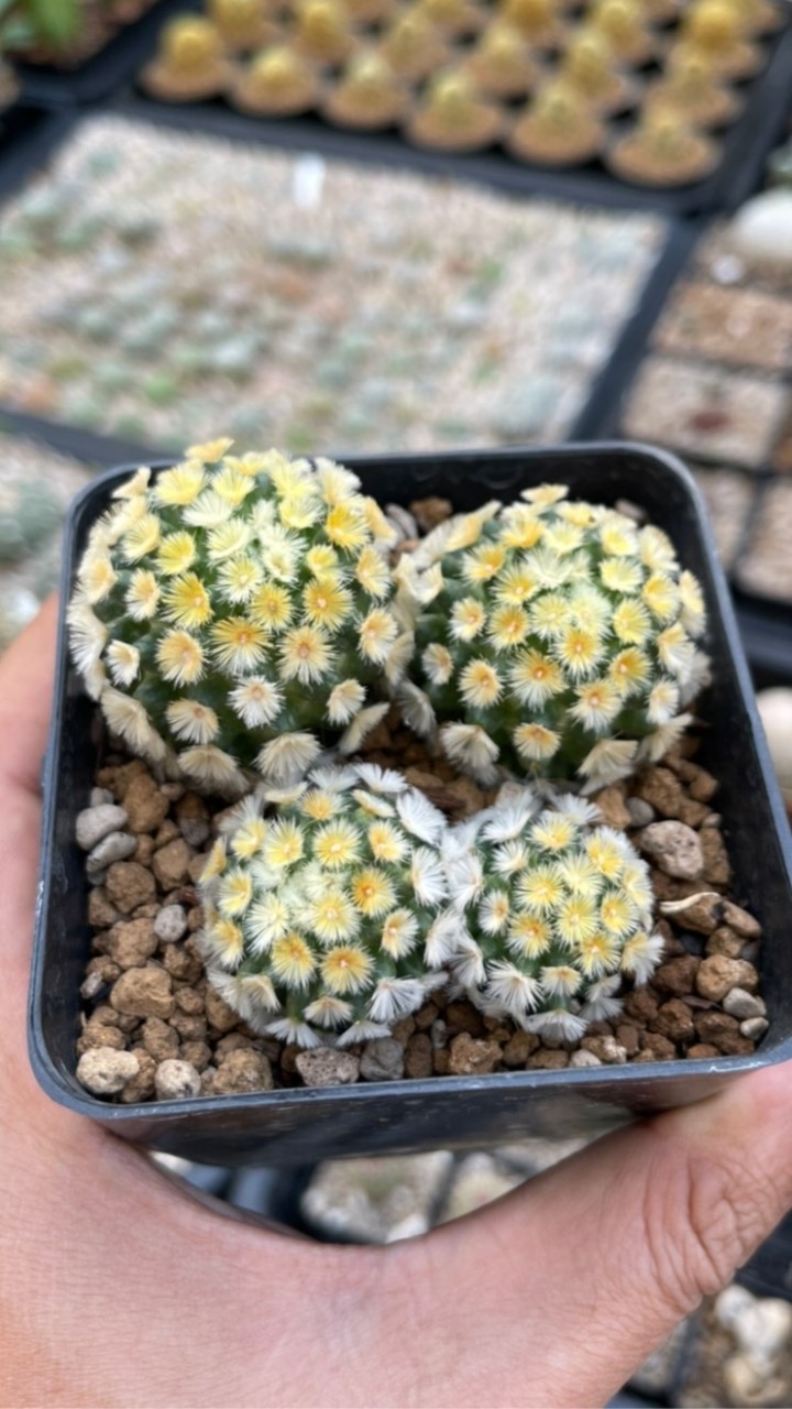 OFFCACTUS