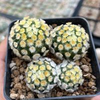 OFFCACTUS