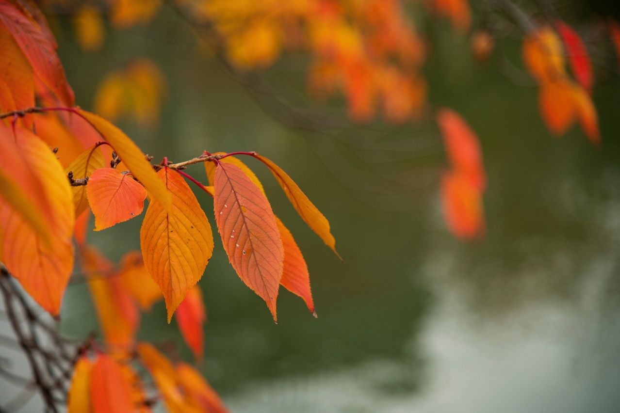 きょうの京 深まる秋 色とりどりに染まる京都 岡崎の紅葉