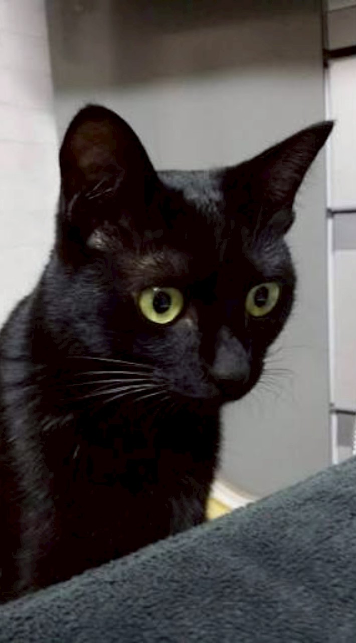 貓戰群 (一堆菜雞) 絕對沒任何大佬