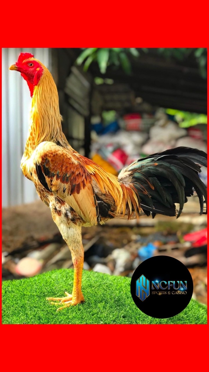 สังเวียนไก่