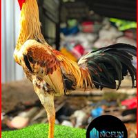 สังเวียนไก่