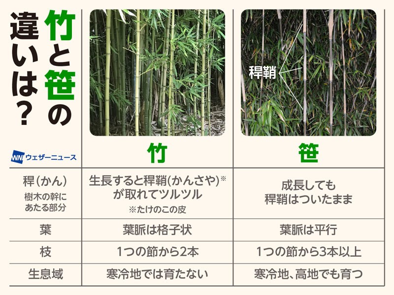 大きいから「竹」とは限らない？ 竹と笹の見分け方（ウェザーニュース）