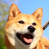 柴代購-🇯🇵日本代購