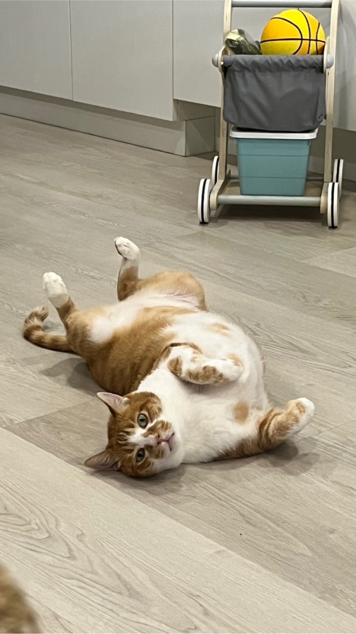 開封街之貓The Cat of Kaifeng St