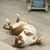 開封街之貓The Cat of Kaifeng St