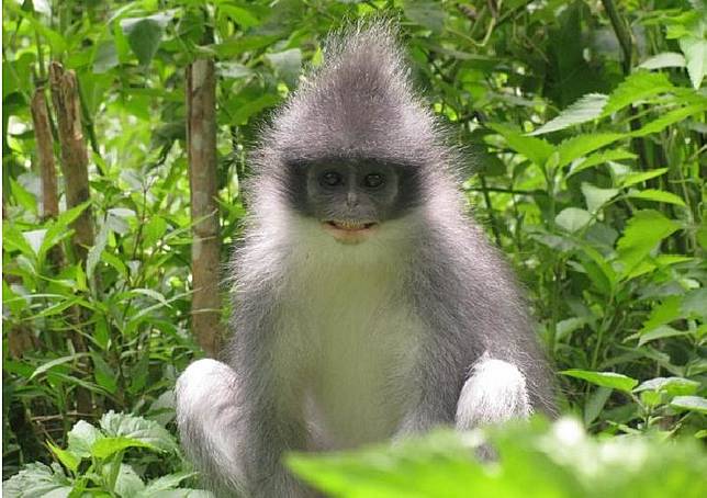 Keberadaan Surili Di Kampung Di Cianjur Diselidiki