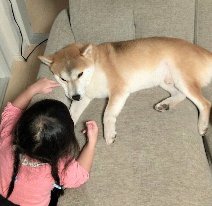 犬の 足クロス にはどんな意味がある