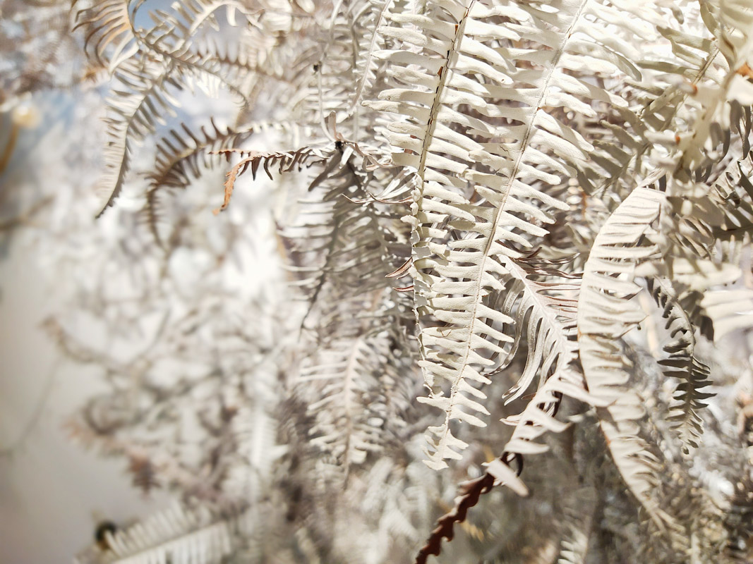 電信5G續約最高CP值手機【vivo X50e】開箱超強夜拍.廣角.微距.自拍