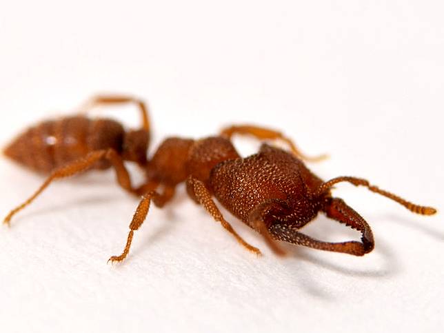 Semut Drakula Terpilih Jadi Hewan Tercepat Di Dunia