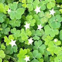 Parade Green team 69 💚🍀🗯️