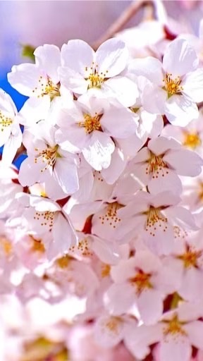 🌸少人数雑談🎵東海40代～50代の皆さんおいで～✋
