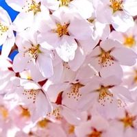 🌸少人数雑談🎵東海40代～50代の皆さんおいで～✋