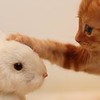 ペットを飼ってる人でペット自慢しよう