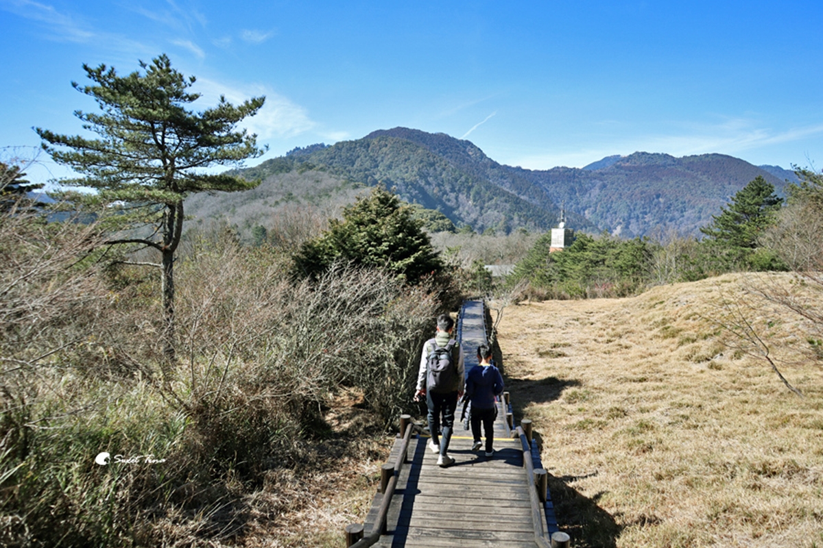 負離子、芬多精吸到飽！最強國家森林遊樂區TOP10：千年神木、免門票逛整天