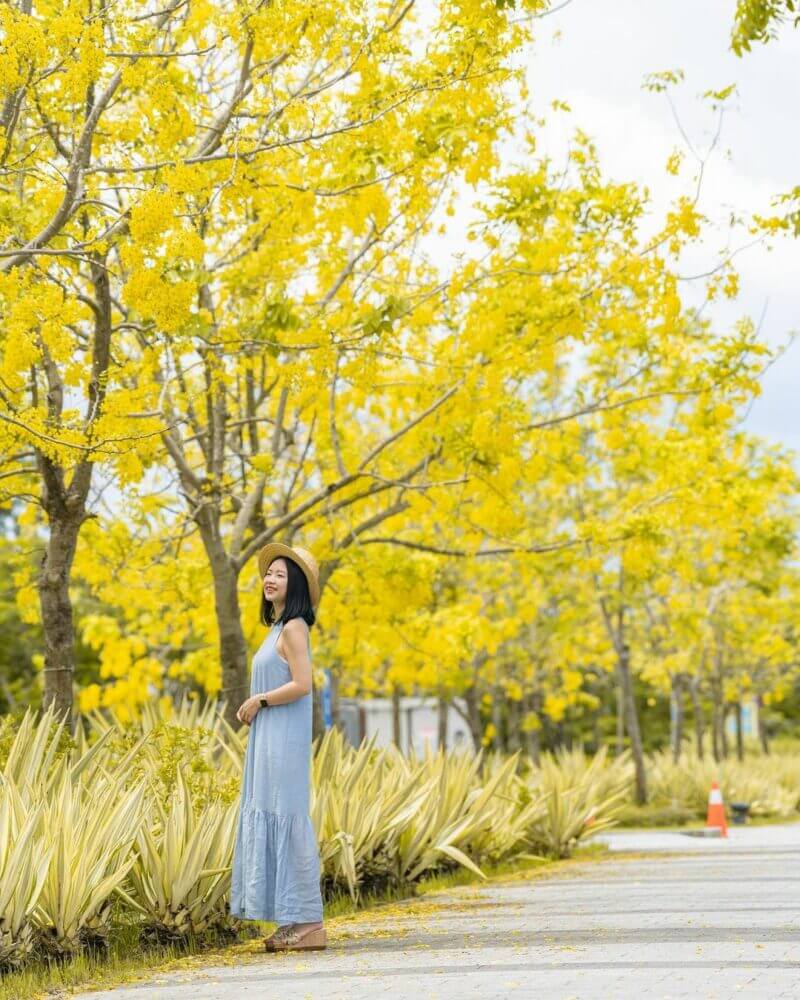 阿勃勒賞花｜嘉義景點｜蒜頭糖廠