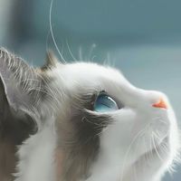 貓咪也瘋狂 貓奴俱樂部