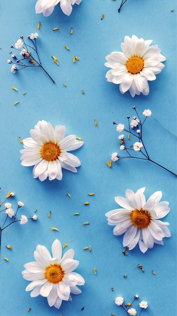 𝘵𝘰𝘵𝘵𝘰𝘳𝘪 𝘮𝘢𝘮𝘢 𝘱𝘢𝘱𝘢 🕊️
