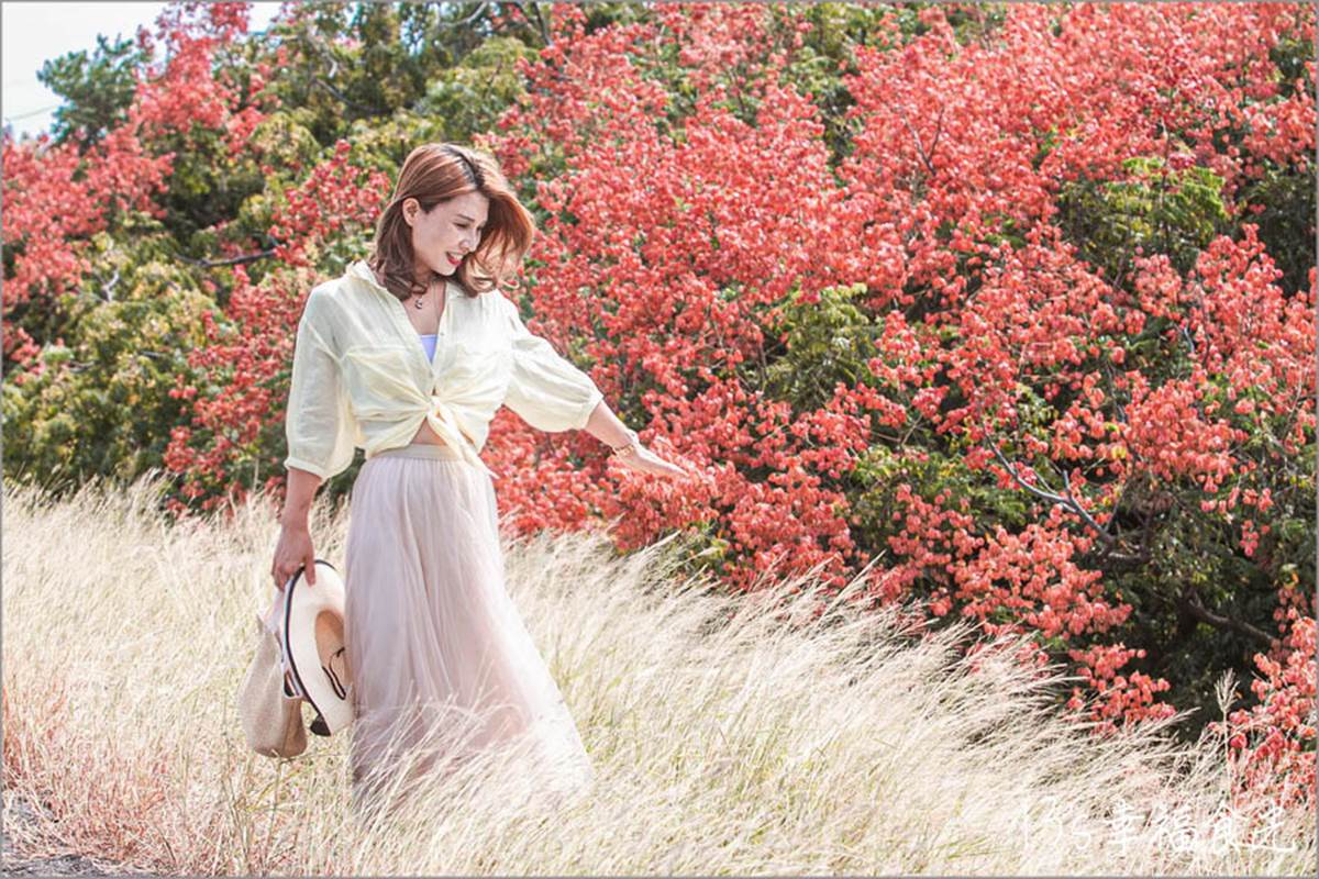 秋限定「火紅巨龍」步道在嘉義！６米長鮮紅欒樹＋芒草美翻，10月底前快朝聖