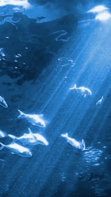 風鈴が鳴る頃、君は何を想っているだろうか。