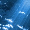 風鈴が鳴る頃、君は何を想っているだろうか。