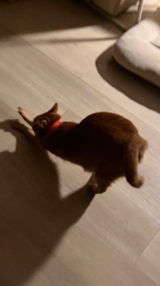 喵咪