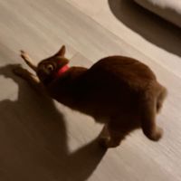 喵咪