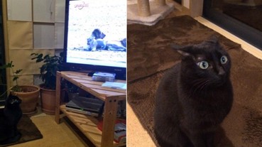 主人在看獅子獵食節目時 發現一旁的貓咪看得比自己還認真...