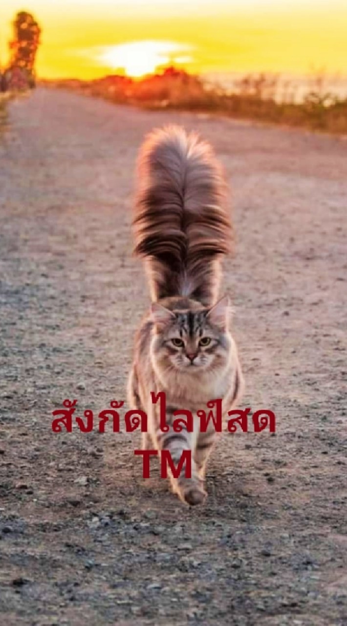 สังกัดไลฟ์สด TM
