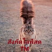 สังกัดไลฟ์สด TM