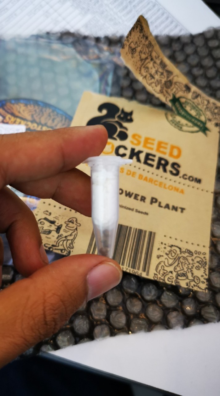 แบ่งขายเมล็ดพันธุ์กัญชาจากค่ายแท้100%