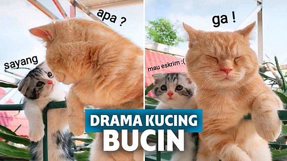 Kocak Banget! Drama Kucing Bucin Ini Bikin Kalian Baper  Keepo.me 