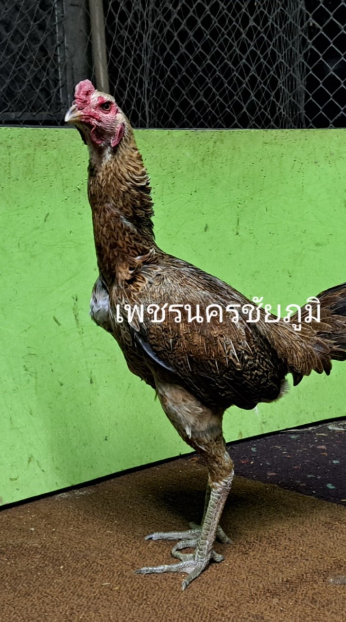 ไก่ชนเพชรนครชัยภูมิ