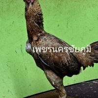 ไก่ชนเพชรนครชัยภูมิ