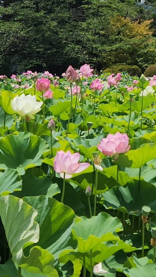 世界平和を願い〜出来ることから少しずつ✨️
