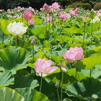 世界平和を願い〜出来ることから少しずつ✨️