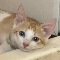你猜猜