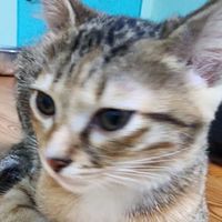 貓咪狂想曲