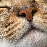貓咪園區