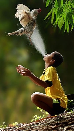 ไก่ชนเมืองเหนือ