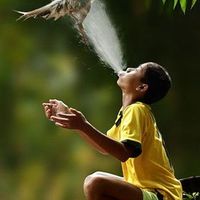ไก่ชนเมืองเหนือ