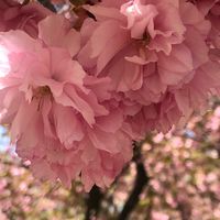 ツムツム雑談