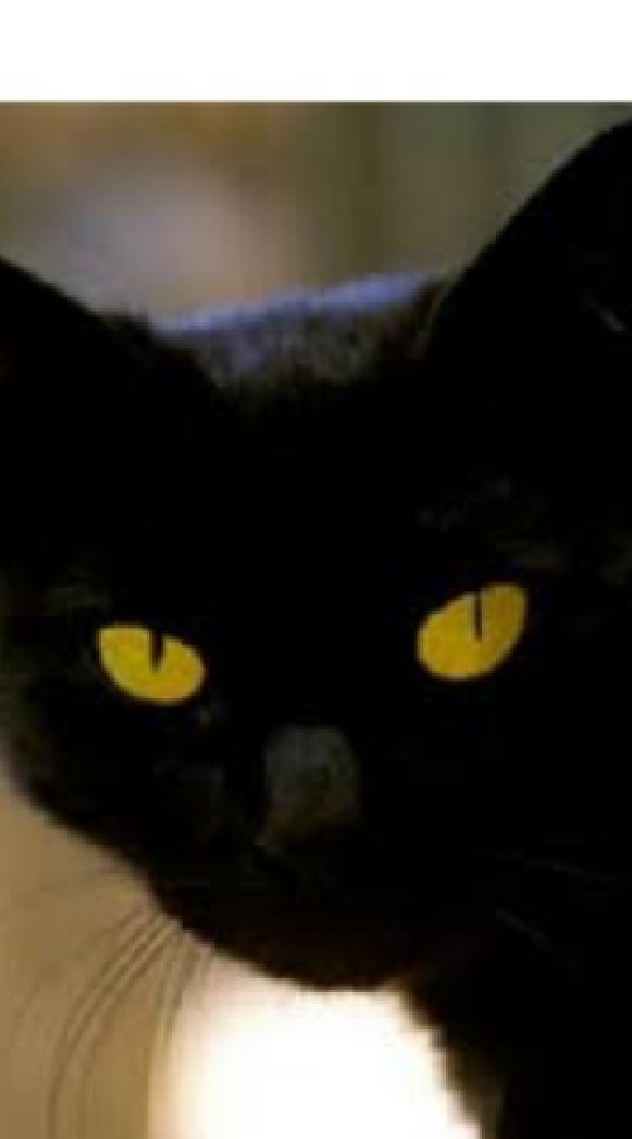🌑 黒猫(คุโระเนโกะ) 🐈‍⬛