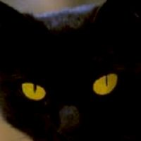 🌑 黒猫(คุโระเนโกะ) 🐈‍⬛