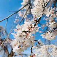 シンママだって幸せなんです🍀*゜